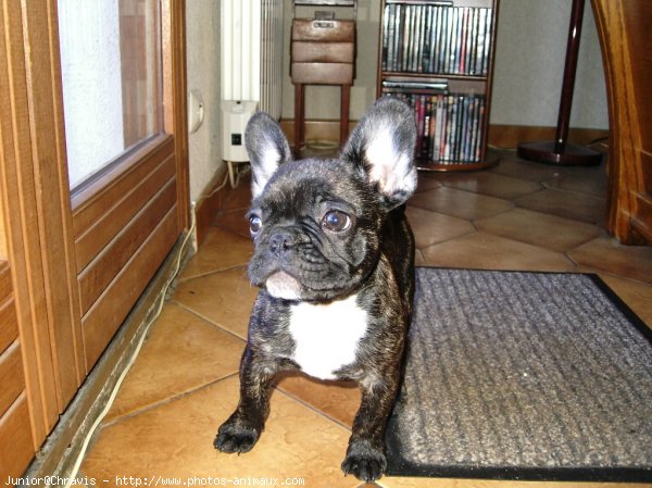 Photo de Bouledogue franais