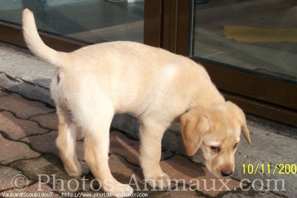 Photo de Labrador retriever