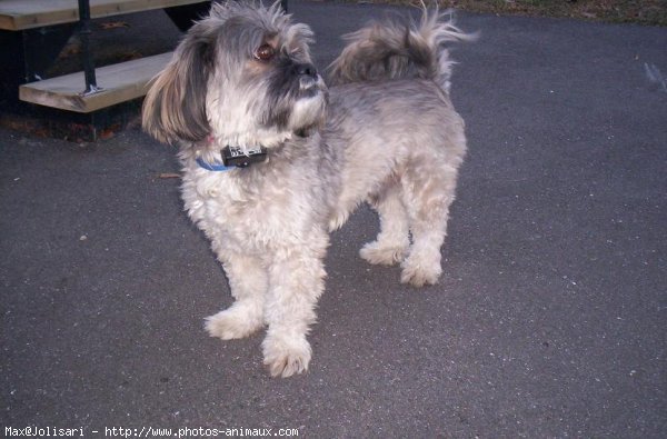 Photo de Lhassa apso