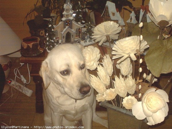 Photo de Labrador retriever