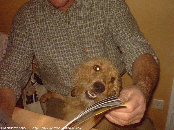 Photo de Fox terrier  poil dur