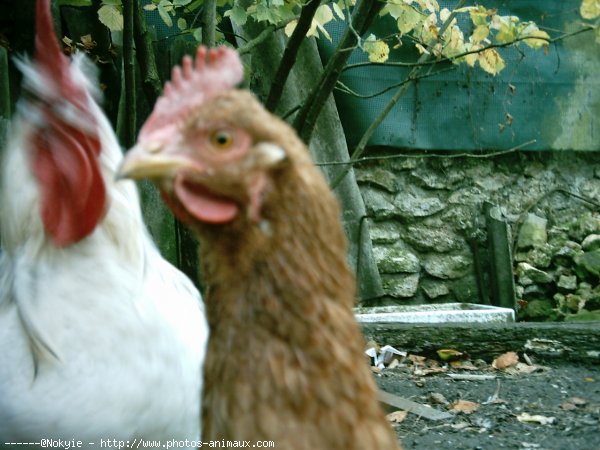 Photo de Poule