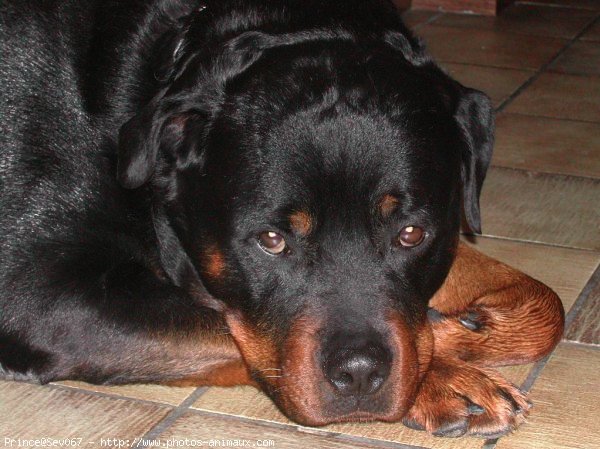 Photo de Rottweiler