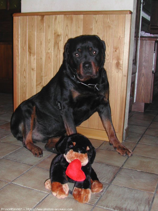 Photo de Rottweiler