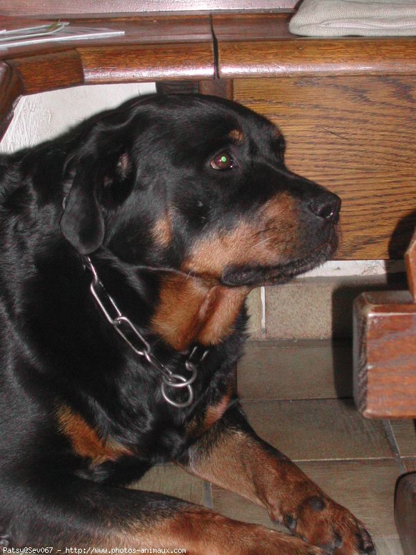 Photo de Rottweiler