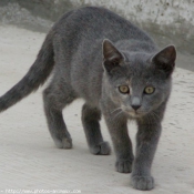 Photo de Chat domestique