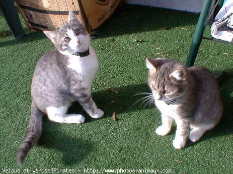 Photo de Chat domestique