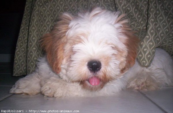 Photo de Lhassa apso