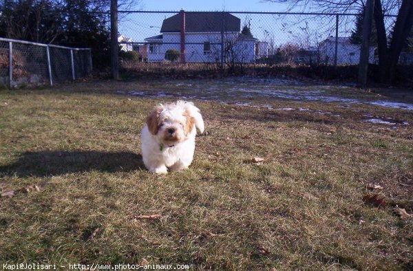 Photo de Lhassa apso