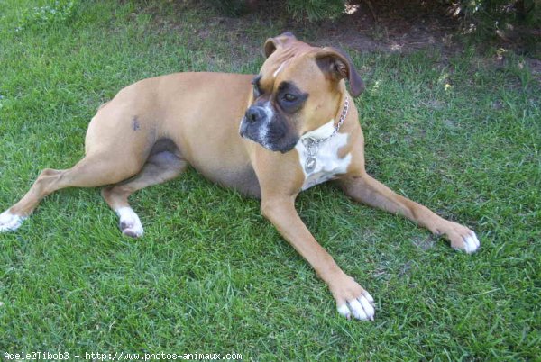 Photo de Boxer