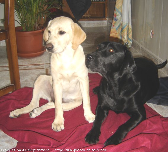 Photo de Labrador retriever