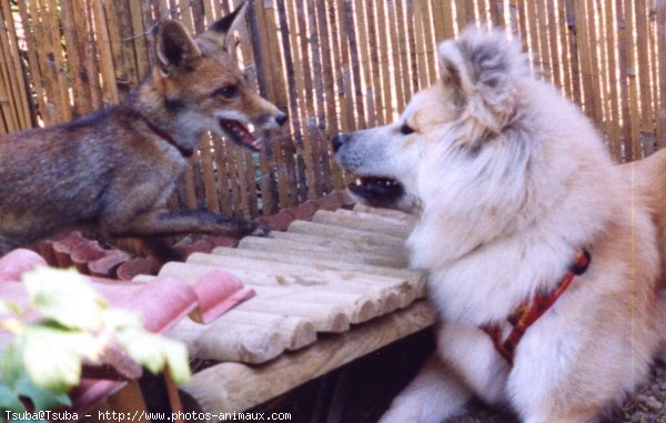 Photo d'Akita inu