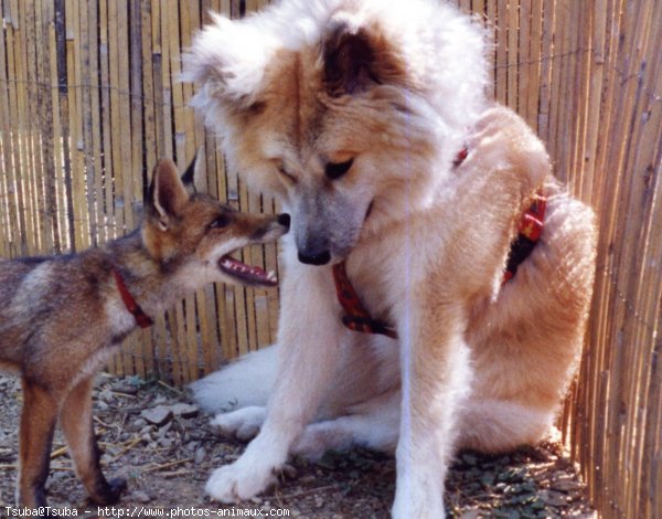 Photo d'Akita inu