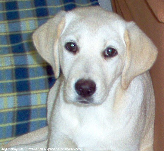 Photo de Labrador retriever