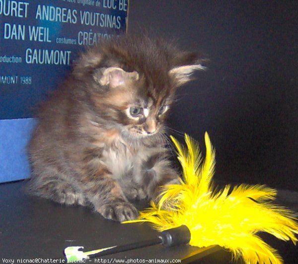 Photo de Maine coon