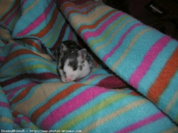 Photo de Hamster