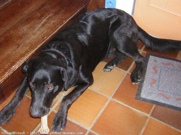 Photo de Labrador retriever