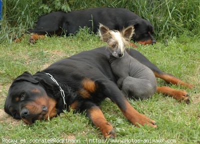 Photo de Rottweiler