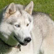 Photo de Husky siberien