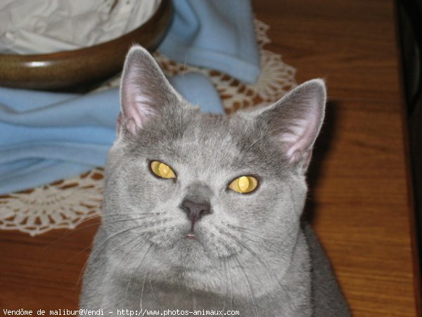 Photo de British shorthair