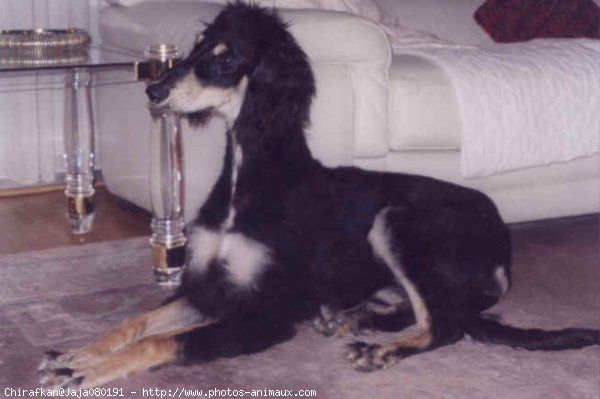 Photo de Saluki  poil frang