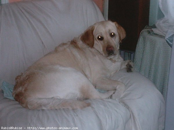 Photo de Labrador retriever