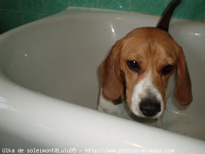 Photo de Beagle