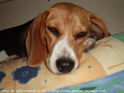 Photo de Beagle