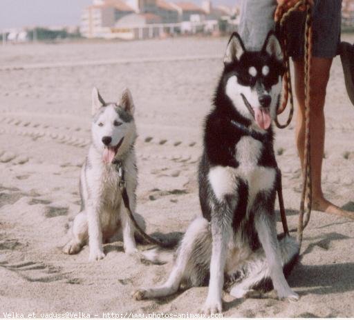 Photo de Husky siberien