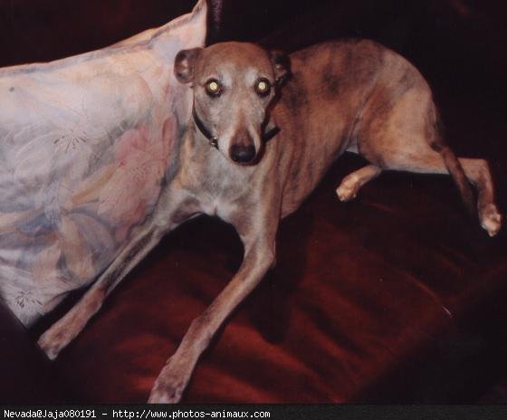 Photo de Whippet