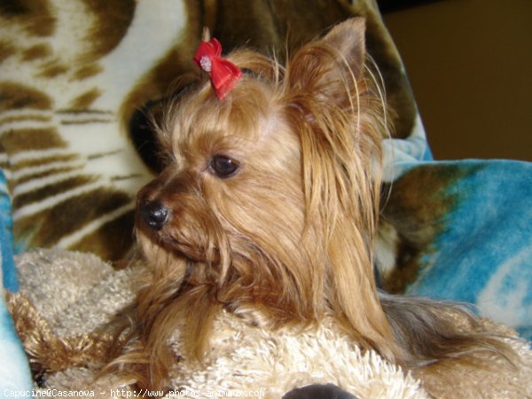 Photo de Yorkshire terrier