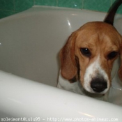 Photo de Beagle