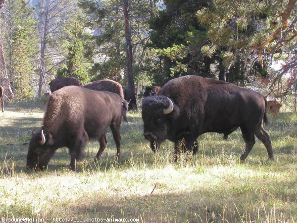 Photo de Bison