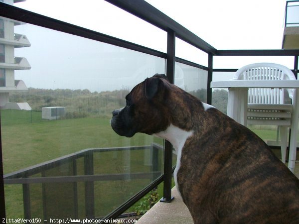 Photo de Boxer