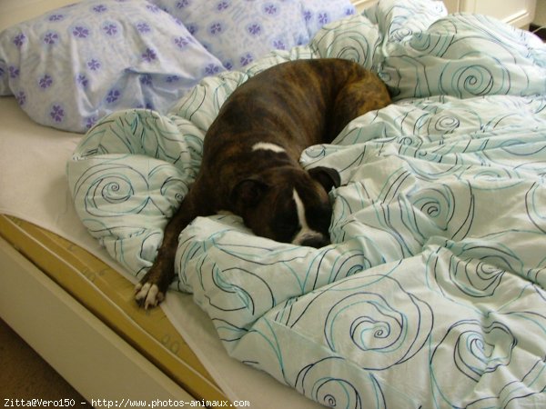 Photo de Boxer