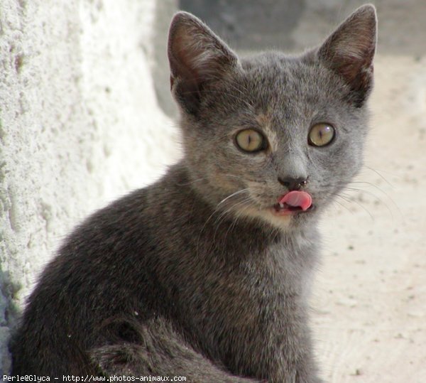 Photo de Chat domestique