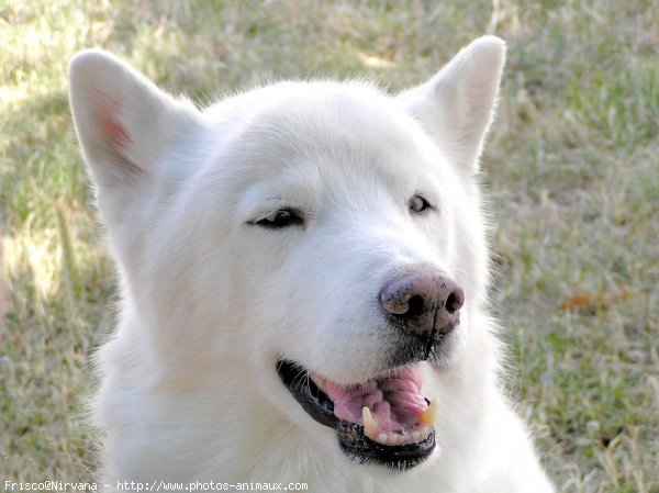 Photo de Husky siberien