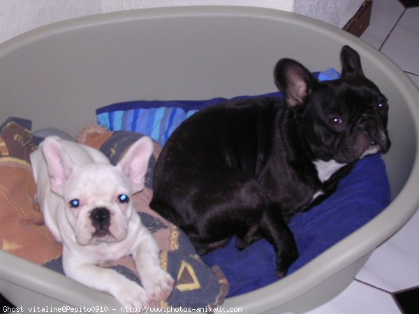 Photo de Bouledogue franais