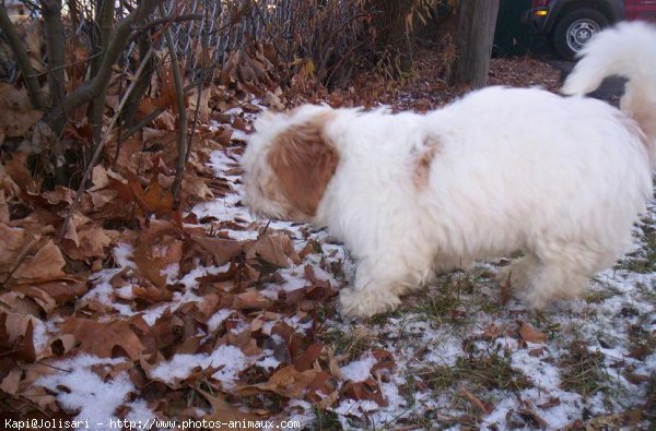 Photo de Lhassa apso