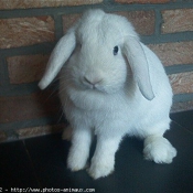 Photo de Lapin