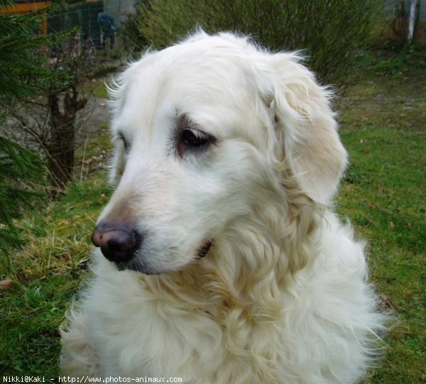 Photo de Golden retriever