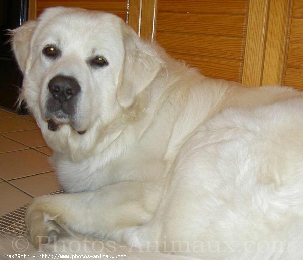 Photo de Chien de berger des tatras