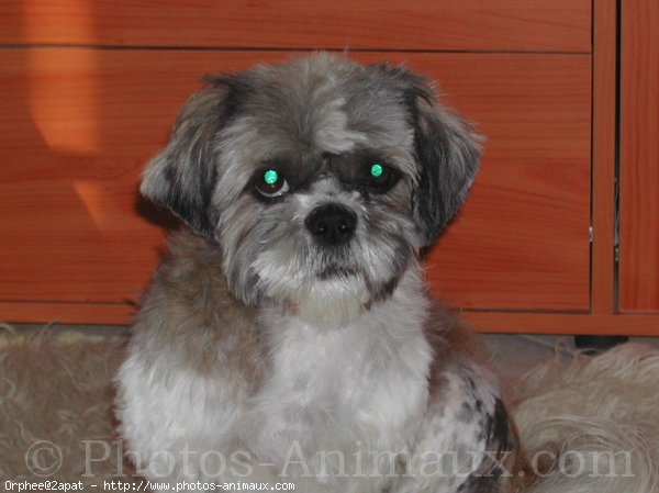 Photo de Shih tzu