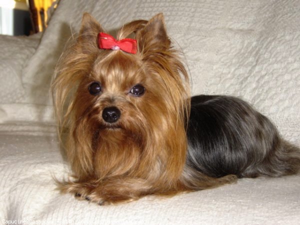 Photo de Yorkshire terrier