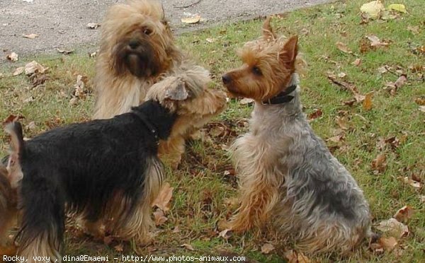 Photo de Races diffrentes