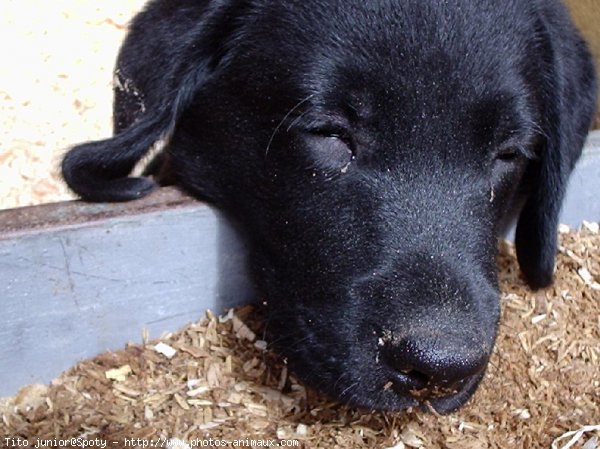 Photo de Labrador retriever