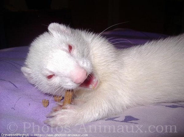 Photo de Furet