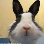 Photo de Lapin