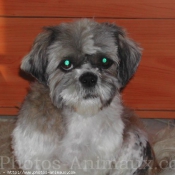 Photo de Shih tzu