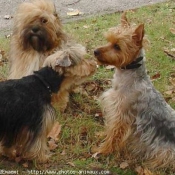 Photo de Races diffrentes